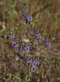 Photo taken at Fort Hunter-Liggett © 2006 Aaron Schusteff 